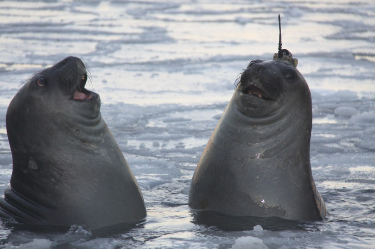 tweeting seals climate change