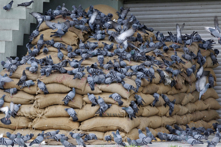 Isis bans pigeon breeders