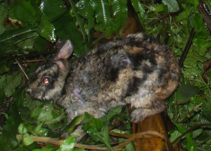 Annamite Striped rabbit