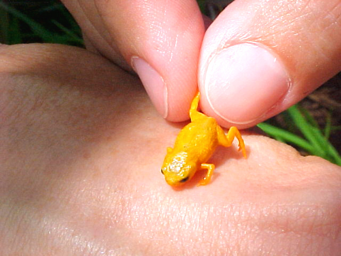 miniature frog miniature frog