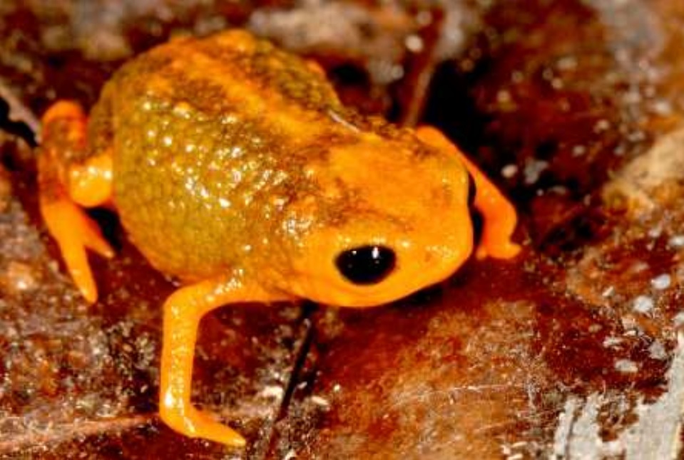 Seven Teeny Tiny Species Of Poisonous Frog Discovered In Brazilian ...