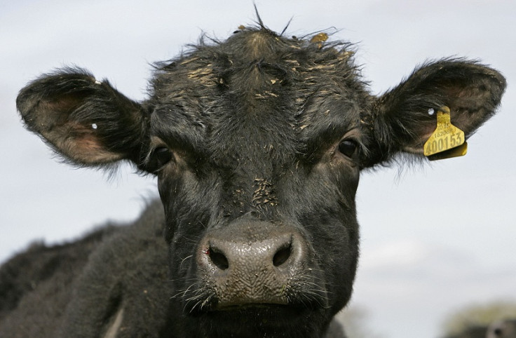 Aberdeen Angus cow strangled