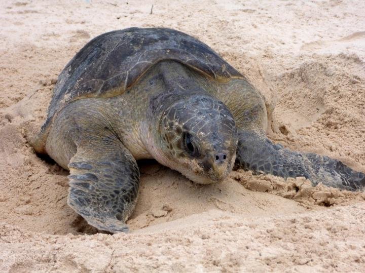 Largest olive ridley breeding colony in Atlantic found in Gabon