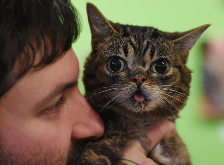 Lil BUB at CatCon Los Angeles