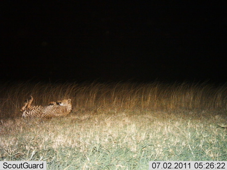 Snapshot Serengeti