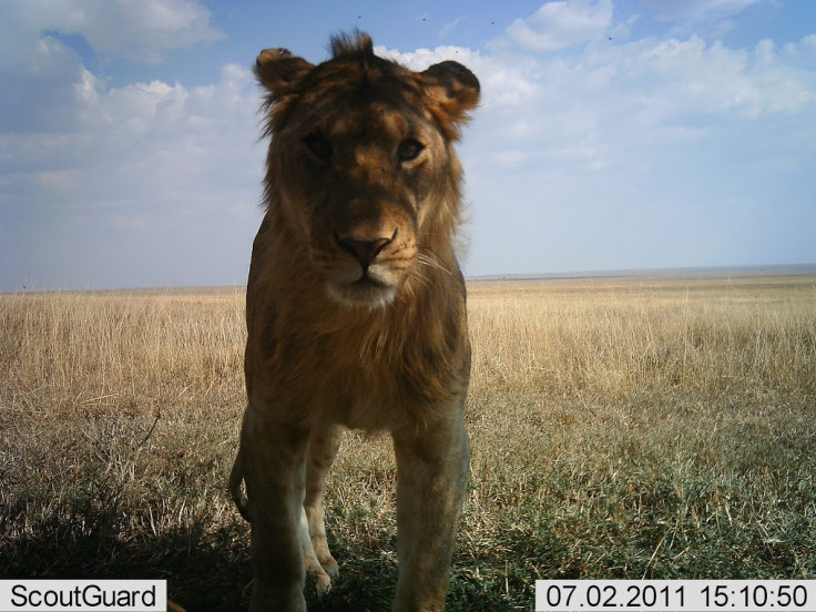 Snapshot Serengeti