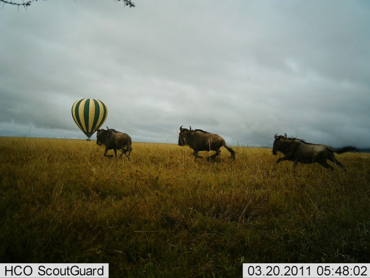 Snapshot Serengeti