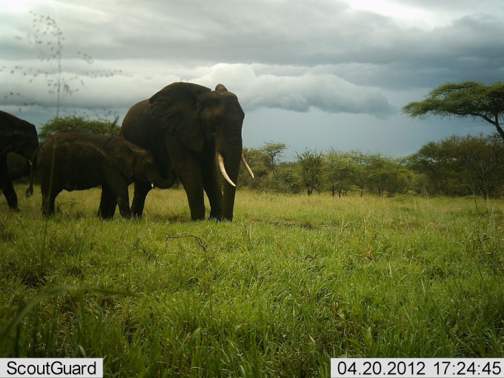 Snapshot Serengeti