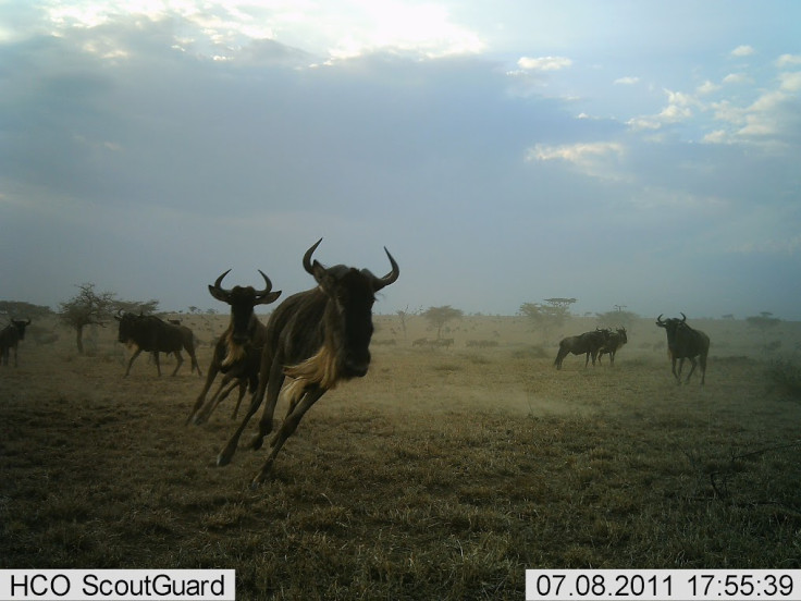 Snapshot Serengeti