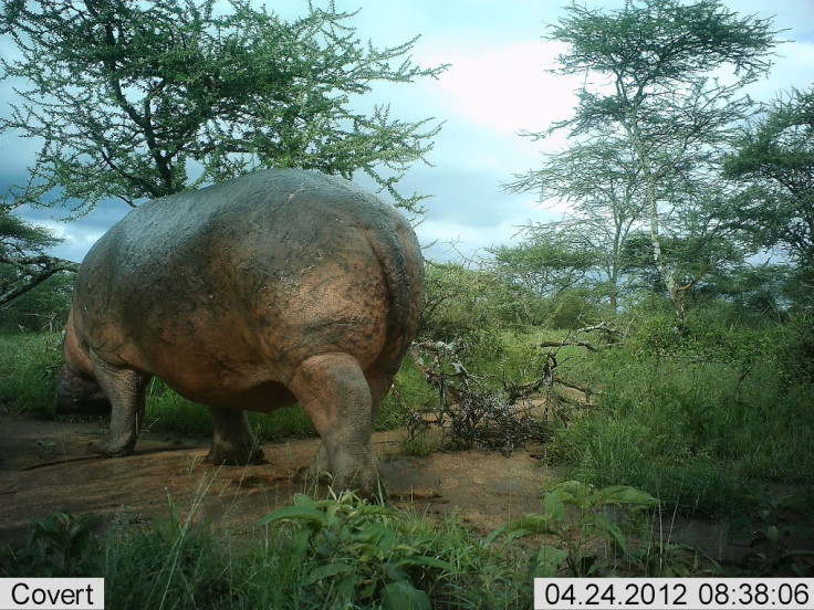 Snapshot Serengeti