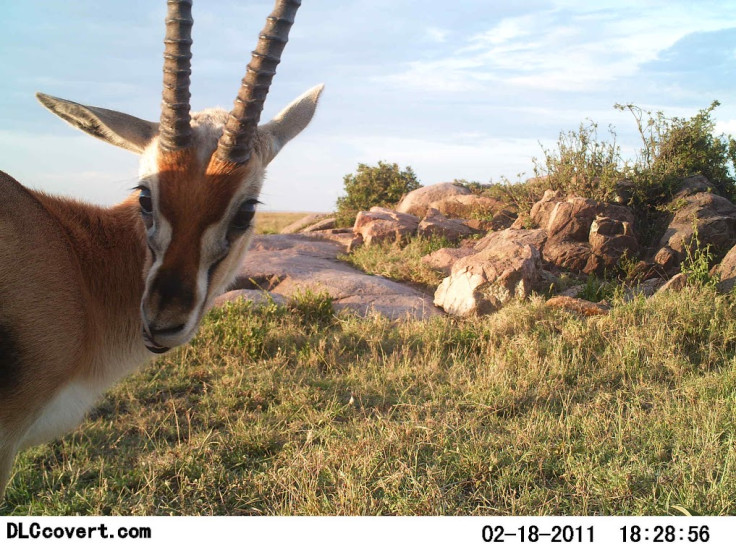 Snapshot Serengeti