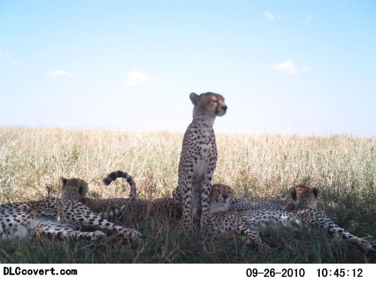 Snapshot Serengeti