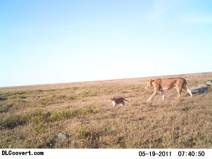 Snapshot Serengeti