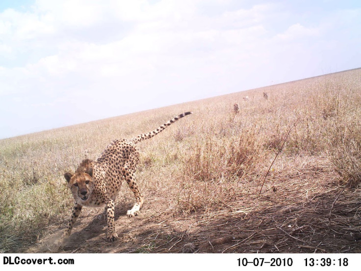 Snapshot Serengeti