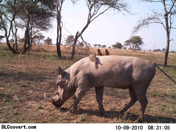 Snapshot Serengeti