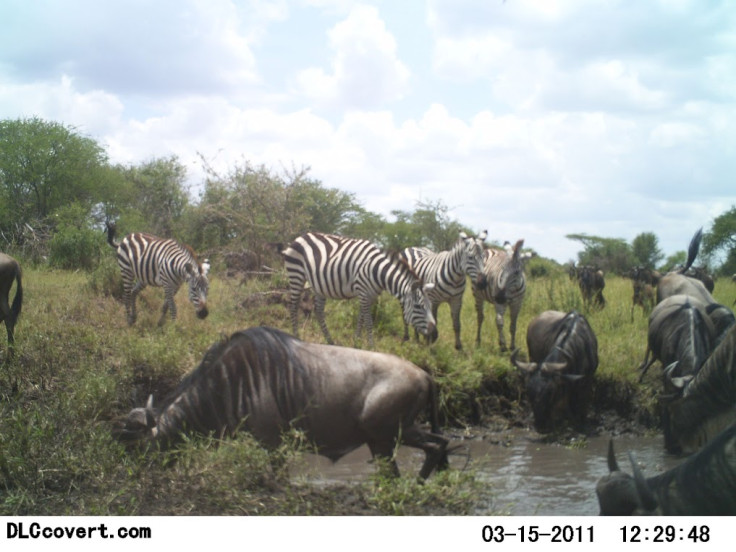 Snapshot Serengeti