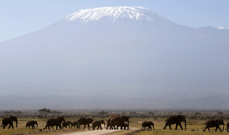 african elephants