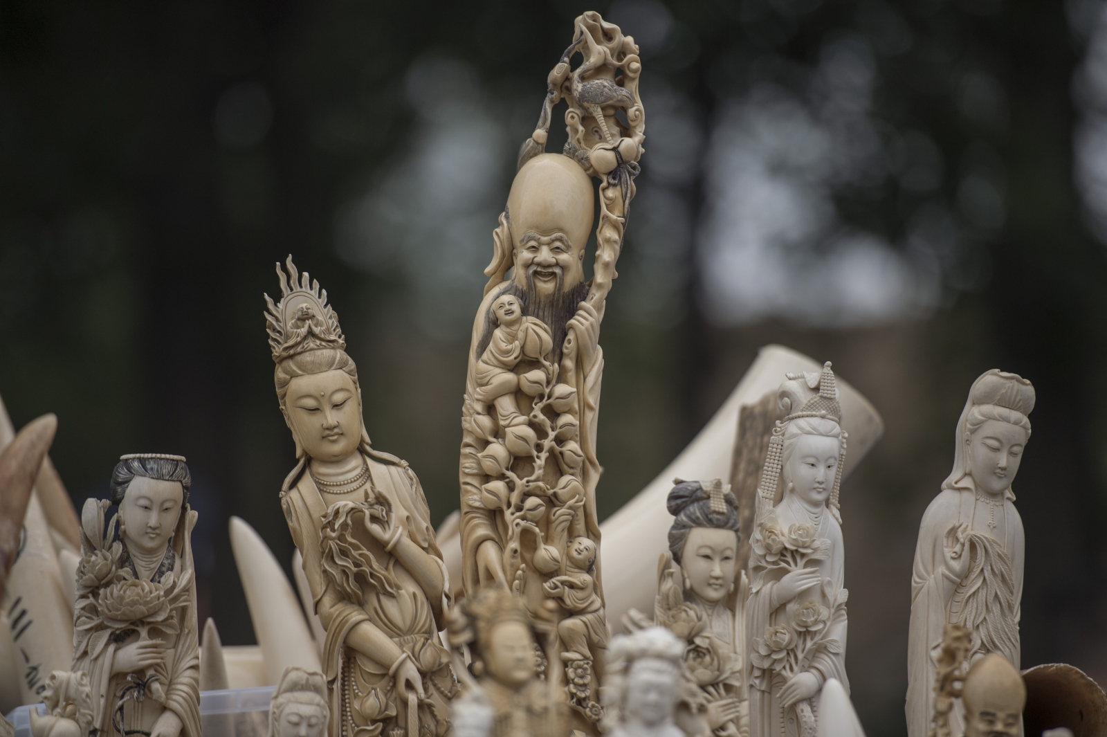 ivory china ivory china
