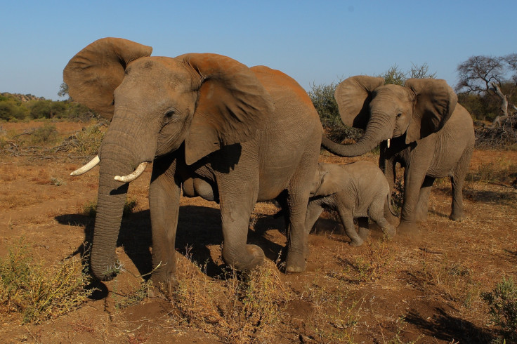 botswana elephants