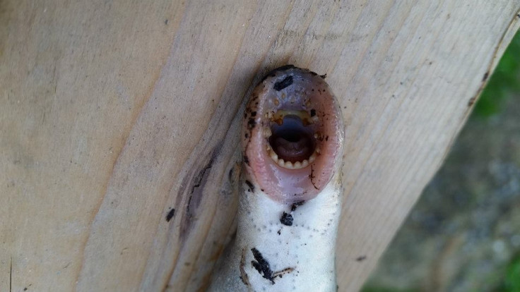 lamprey falling from sky