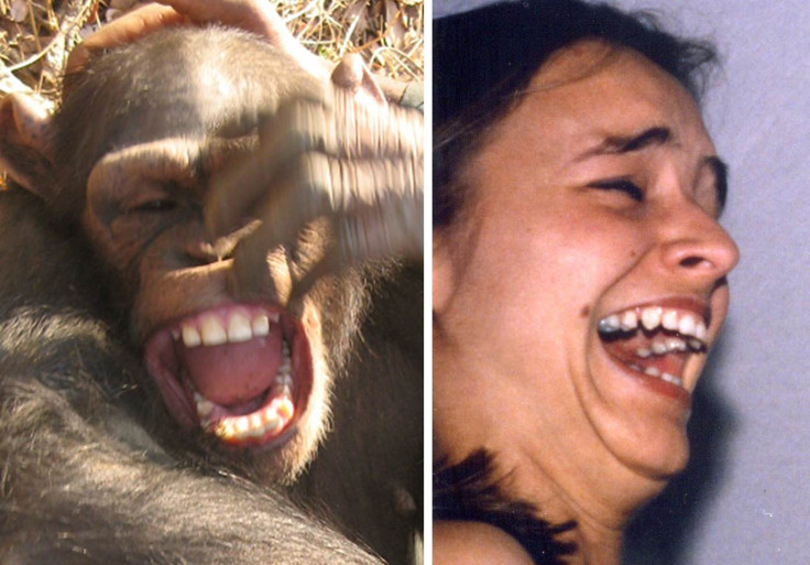 CHIMP SMILE