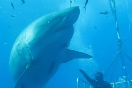 massive great white shark