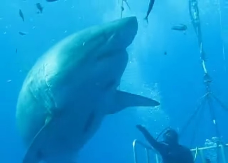 massive great white shark
