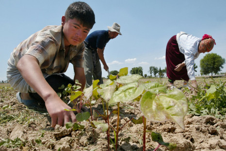 Uzbekistan child labour