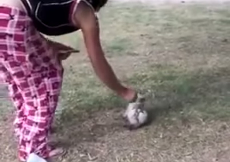 Mexican woman burns cat