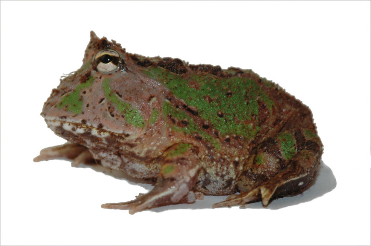 American horned frog Ceratophrys