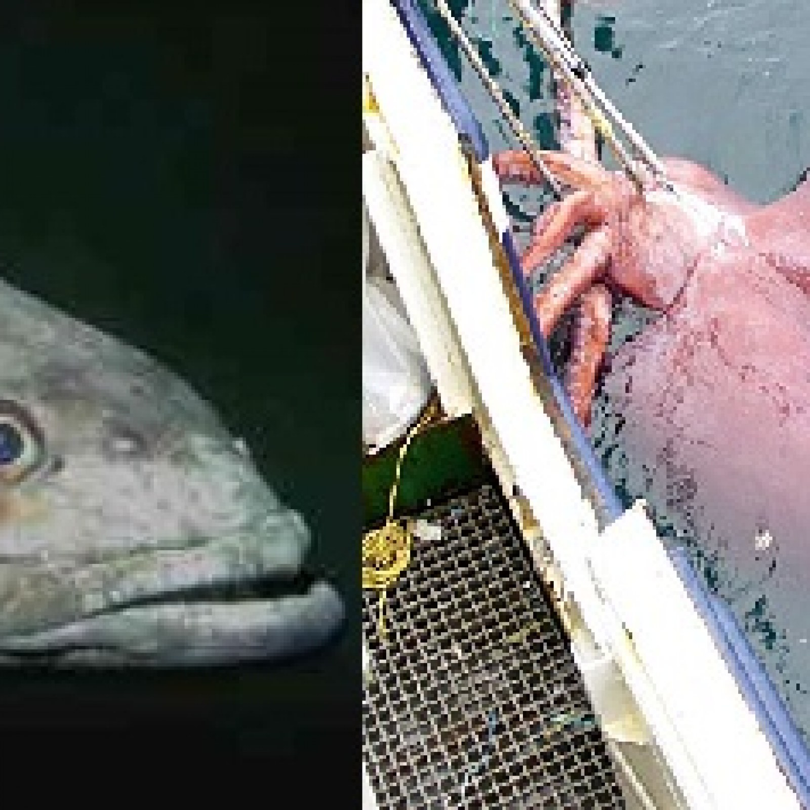 Colossal Ray Fish Antarctic Colossal Squid