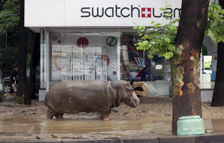 Georgia floods damage zoo