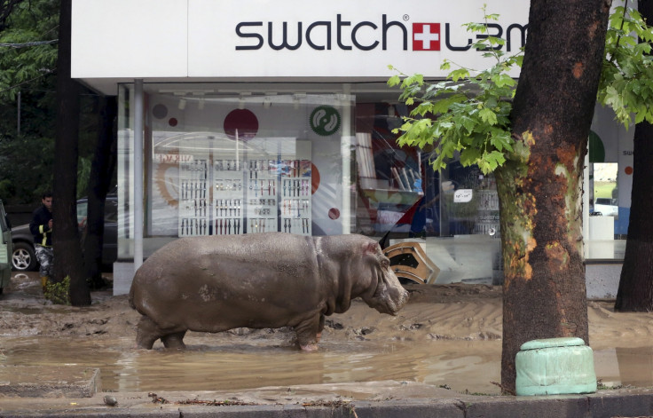 A hippo wanders the streets of Tbilisi