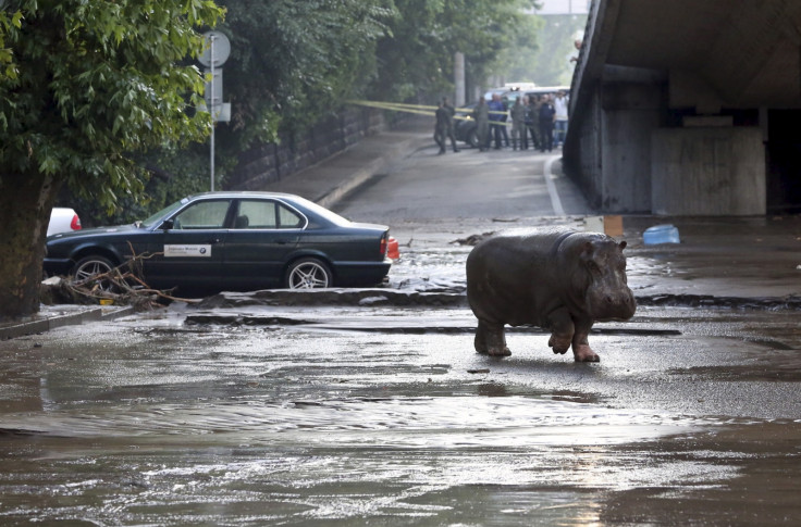 A hippo wanders the streets