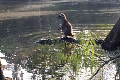 Raccoon rides an alligator