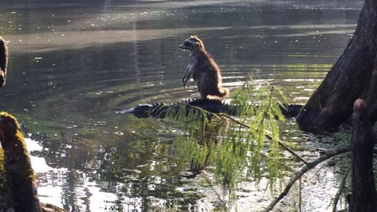 Raccoon rides an alligator