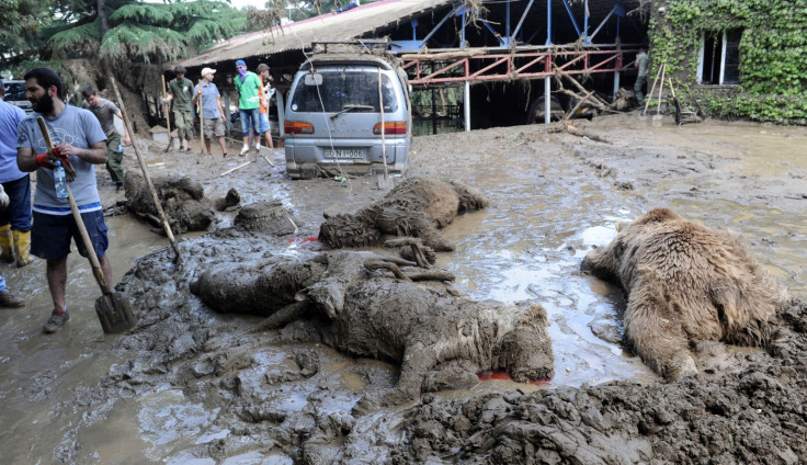 Bodies of dead animals recovered at Tbilisi