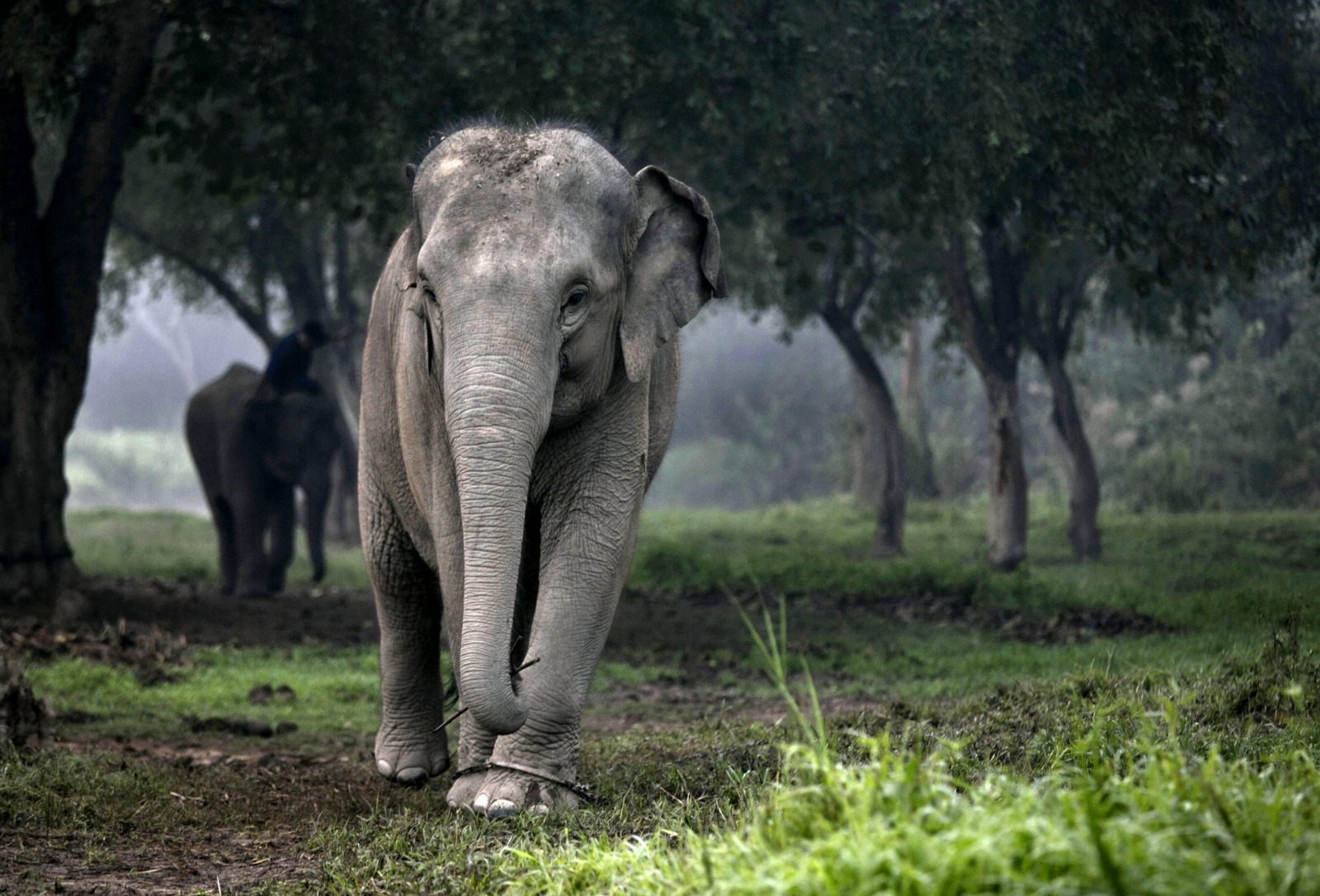 Thai elephant in forest Thai elephant in forest