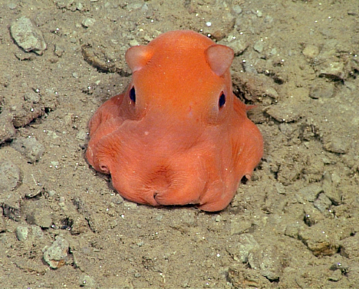 Opisthotheusis Adorabilis