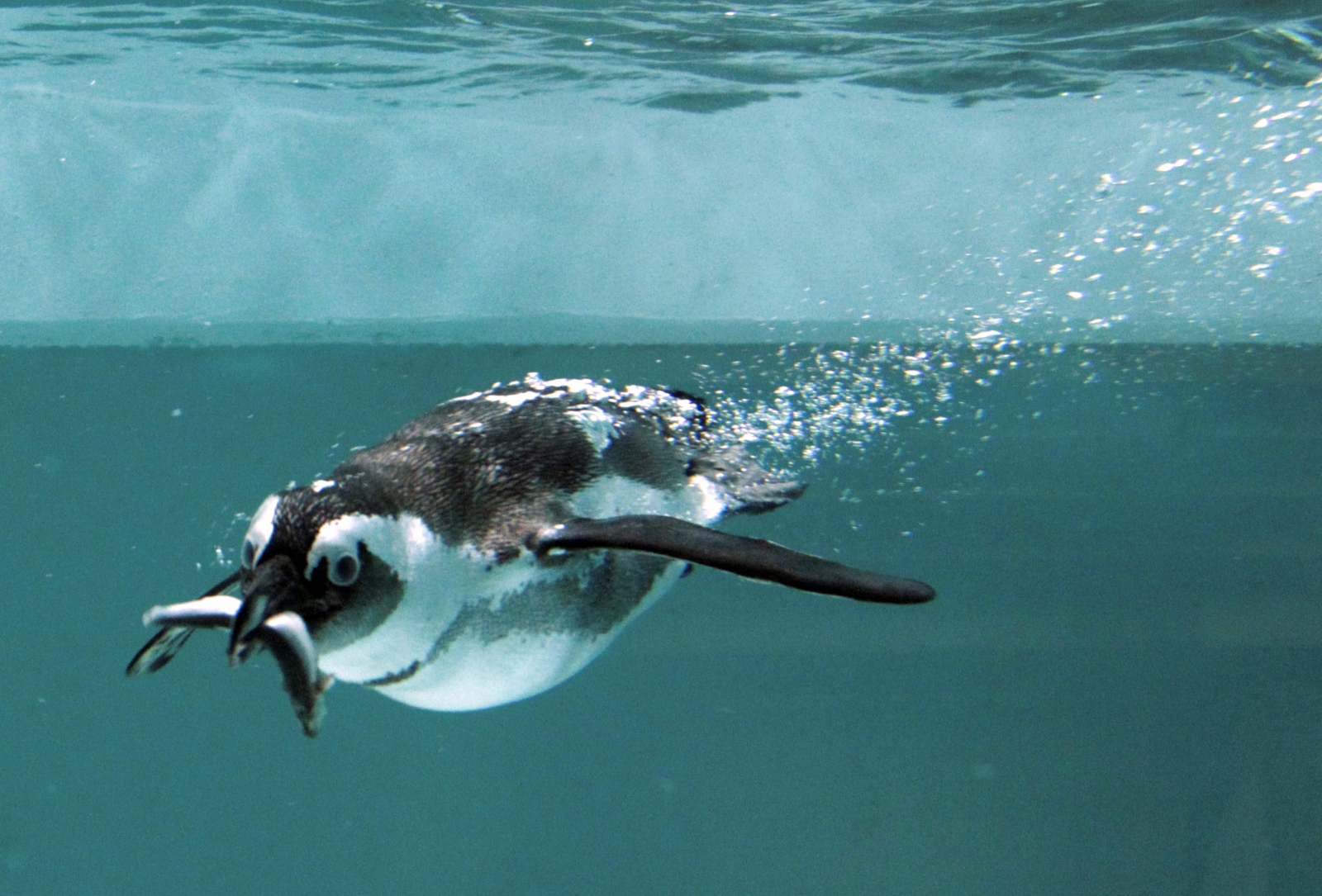 what small fish do emperor penguins eat Gentoo penguins feed on crustaceans, krill, squid, cephalopods, and