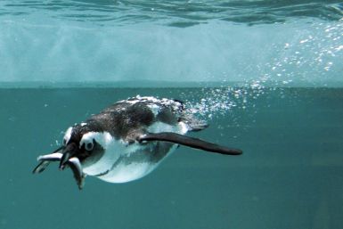 African penguin Tbilisi zoo flood