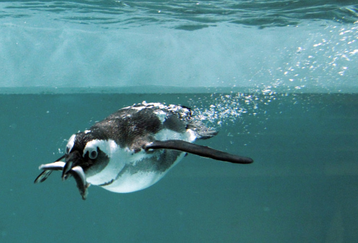 African penguin Tbilisi zoo flood