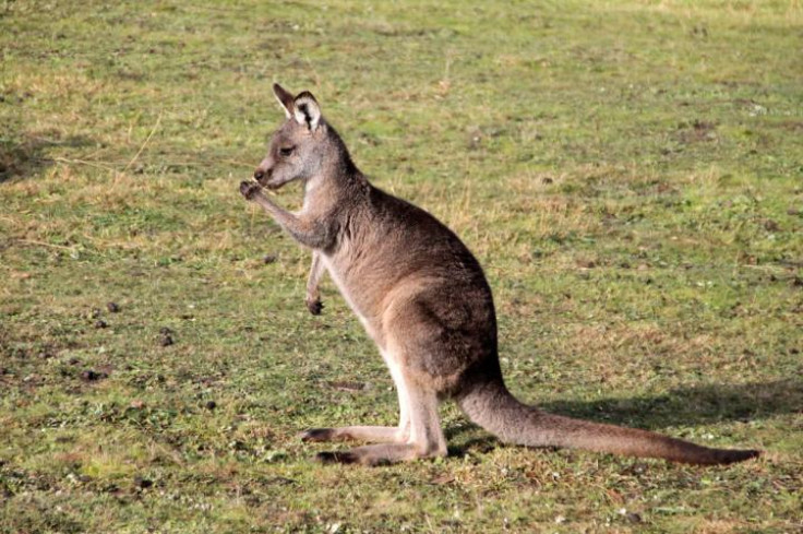 Eastern Grey Kangaroo