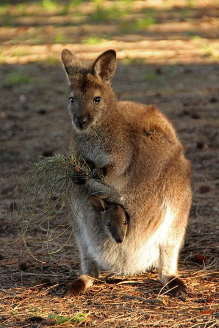 Red-Necked Wallaby