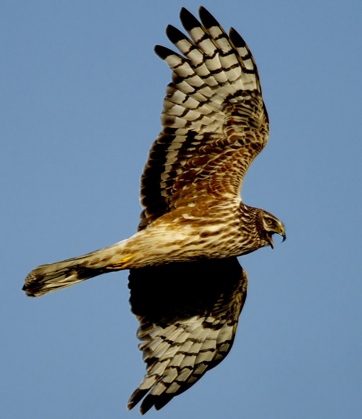 hen harrier