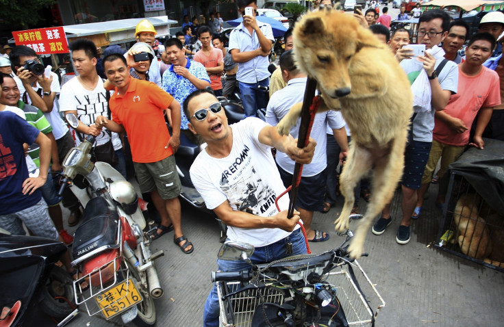 Yulin dog meat