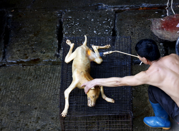 China dog meat festival
