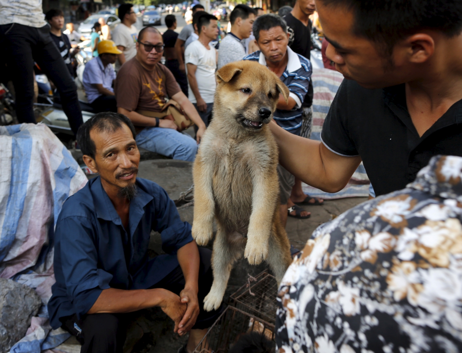 China's Dog Meat Festival 10 things you need to know [Graphic images]