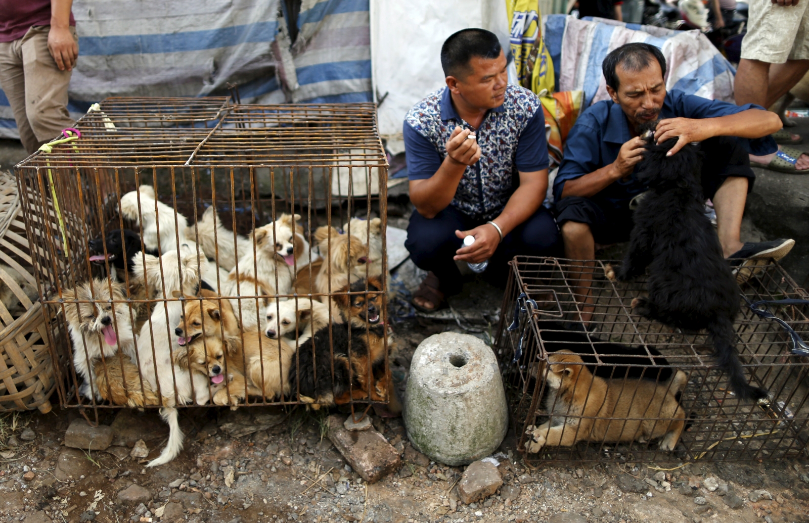 China Dog Meat Festival 2024 - Marj Stacie