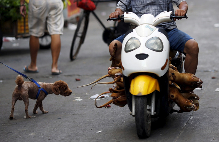 China dog meat festival
